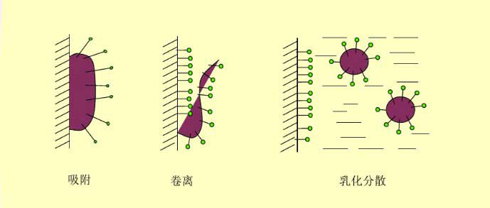 （圖：表面活性劑的去污過程）
